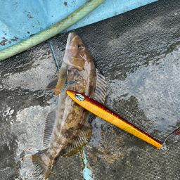 アイナメ