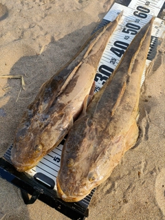 マゴチの釣果