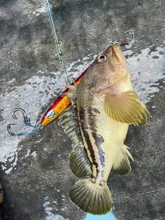 シマソイの釣果