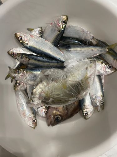 サッパの釣果