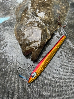 ヒラメの釣果