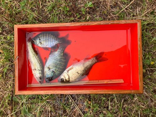 フナの釣果
