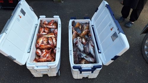ウスメバルの釣果