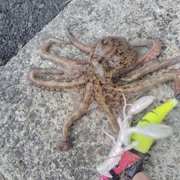 タコ