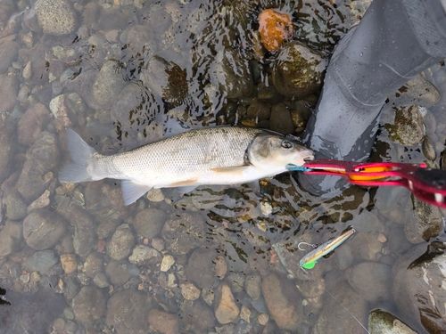ウグイの釣果