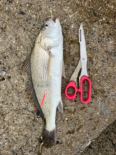 イシモチの釣果