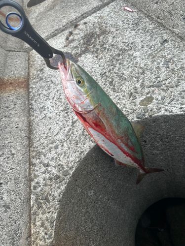 ハマチの釣果