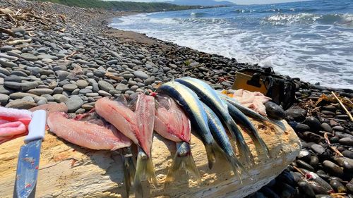 ニシンの釣果