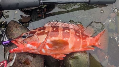 アカハタの釣果