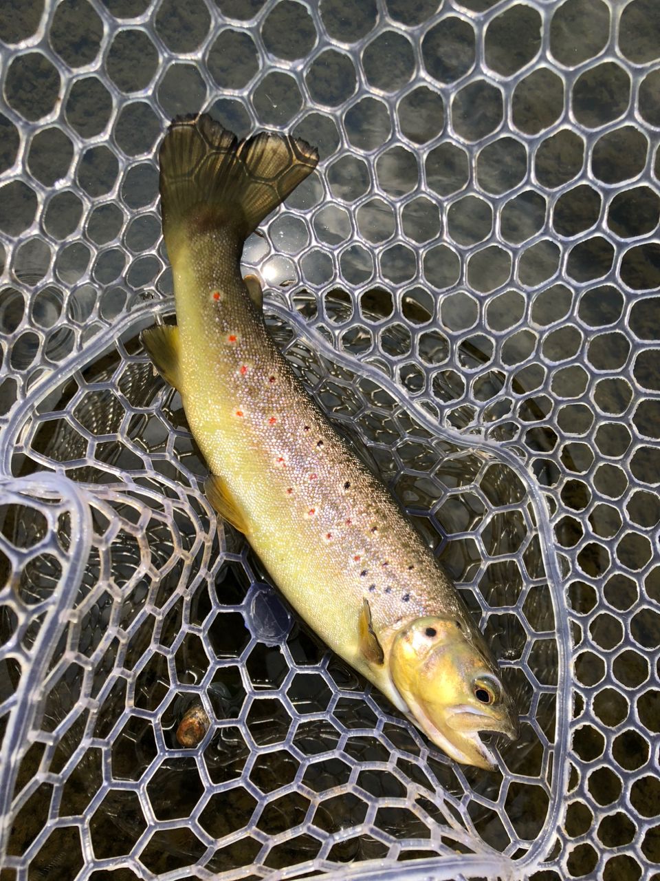 ブラウントラウト