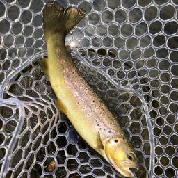 ブラウントラウト