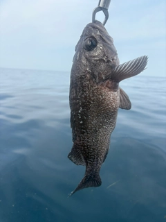 ソイの釣果
