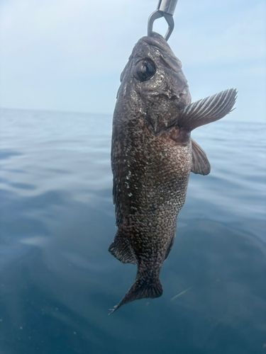 ソイの釣果