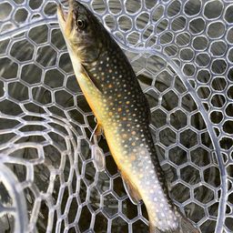 ブルックトラウト