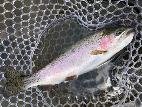 ニジマスの釣果