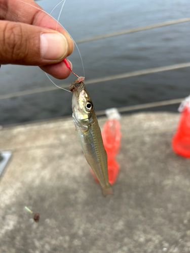 シロギスの釣果