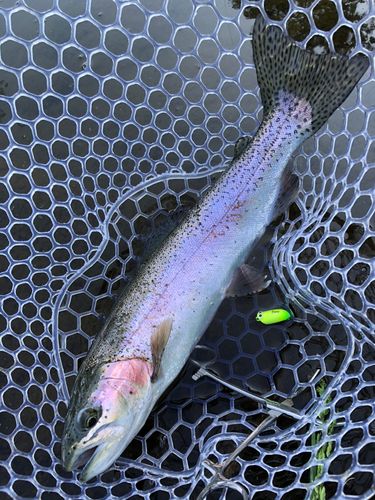 ニジマスの釣果