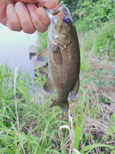 スモールマウスバスの釣果