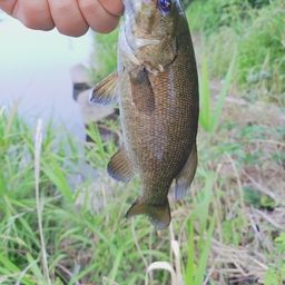 スモールマウスバス