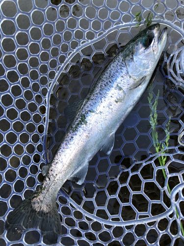 ニジマスの釣果