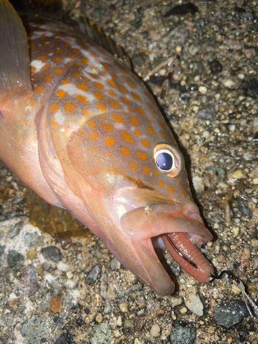 キジハタの釣果