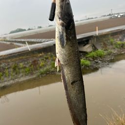 マナマズ