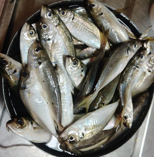 アジの釣果