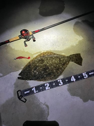 ヒラメの釣果