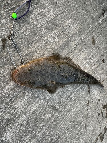 マゴチの釣果