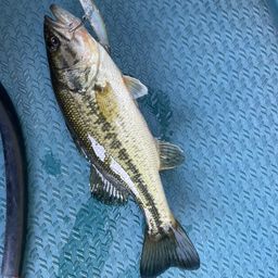 ラージマウスバス