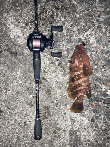 キジハタの釣果