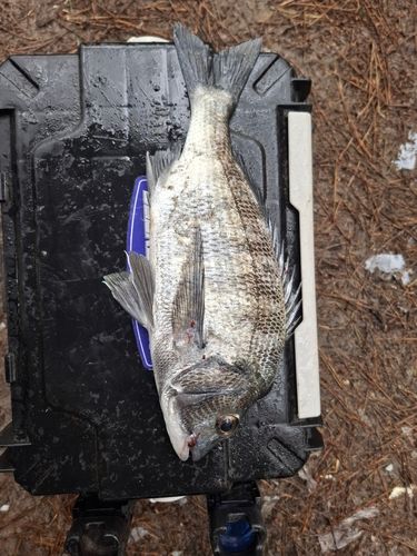 チヌの釣果