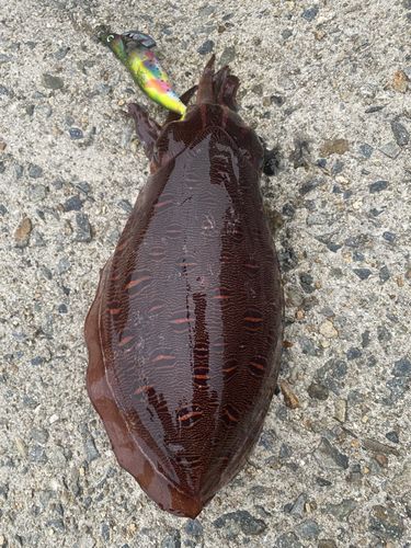 コウイカの釣果