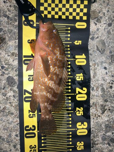 キジハタの釣果