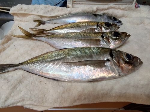 アジの釣果