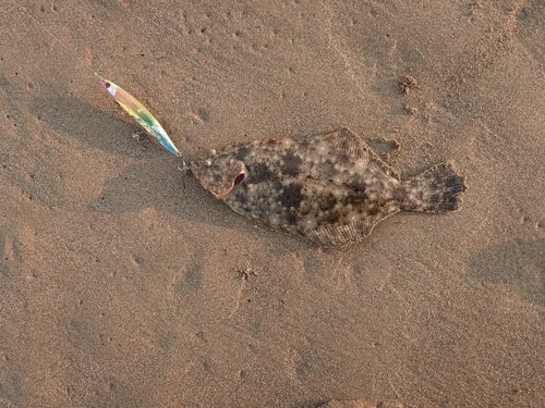 ヒラメの釣果