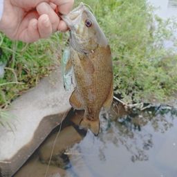 スモールマウスバス