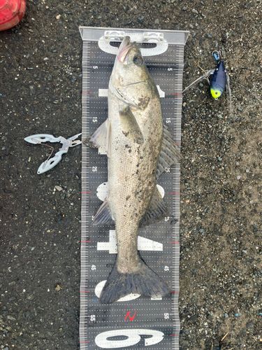 シーバスの釣果