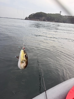 シロサバフグの釣果