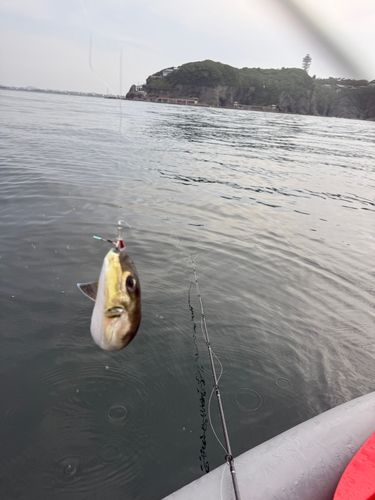 シロサバフグの釣果