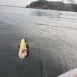 シロサバフグ