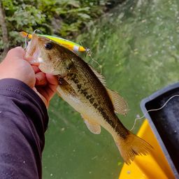 ラージマウスバス