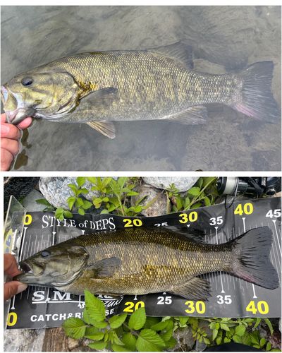 スモールマウスバスの釣果