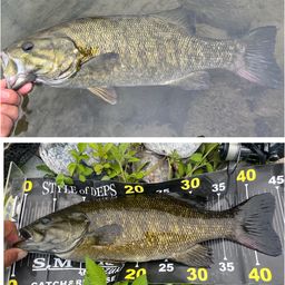 スモールマウスバス