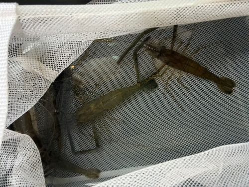 テナガエビの釣果