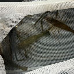 テナガエビ