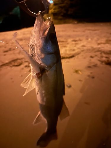 セイゴ（マルスズキ）の釣果
