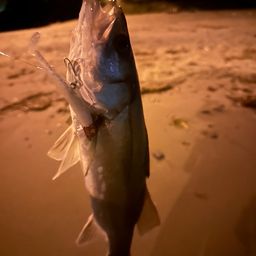 セイゴ（マルスズキ）