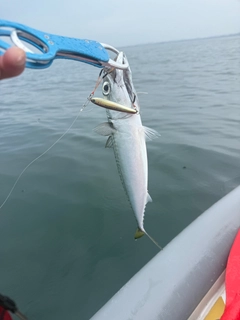 マサバの釣果