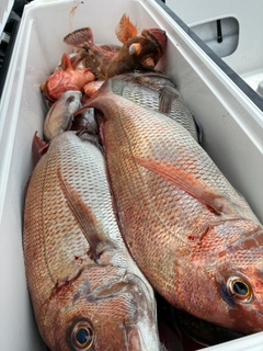 タイの釣果